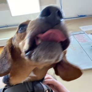 Meet your Posher, Max